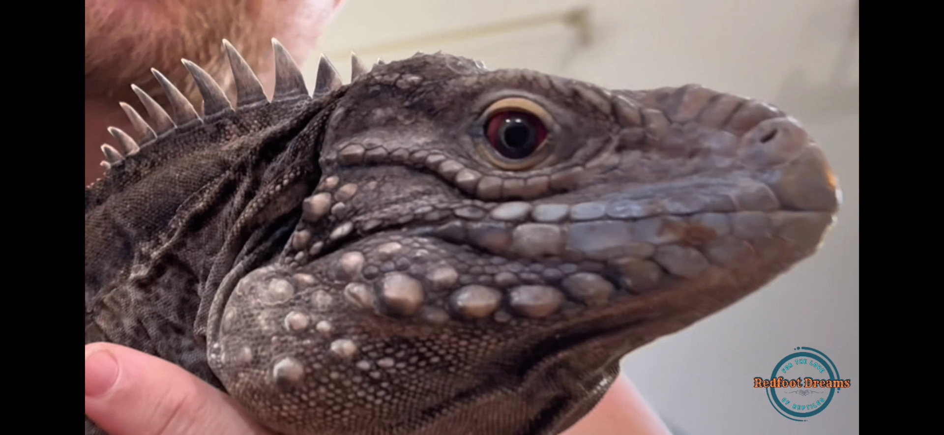 Close-up portrait of an iguana