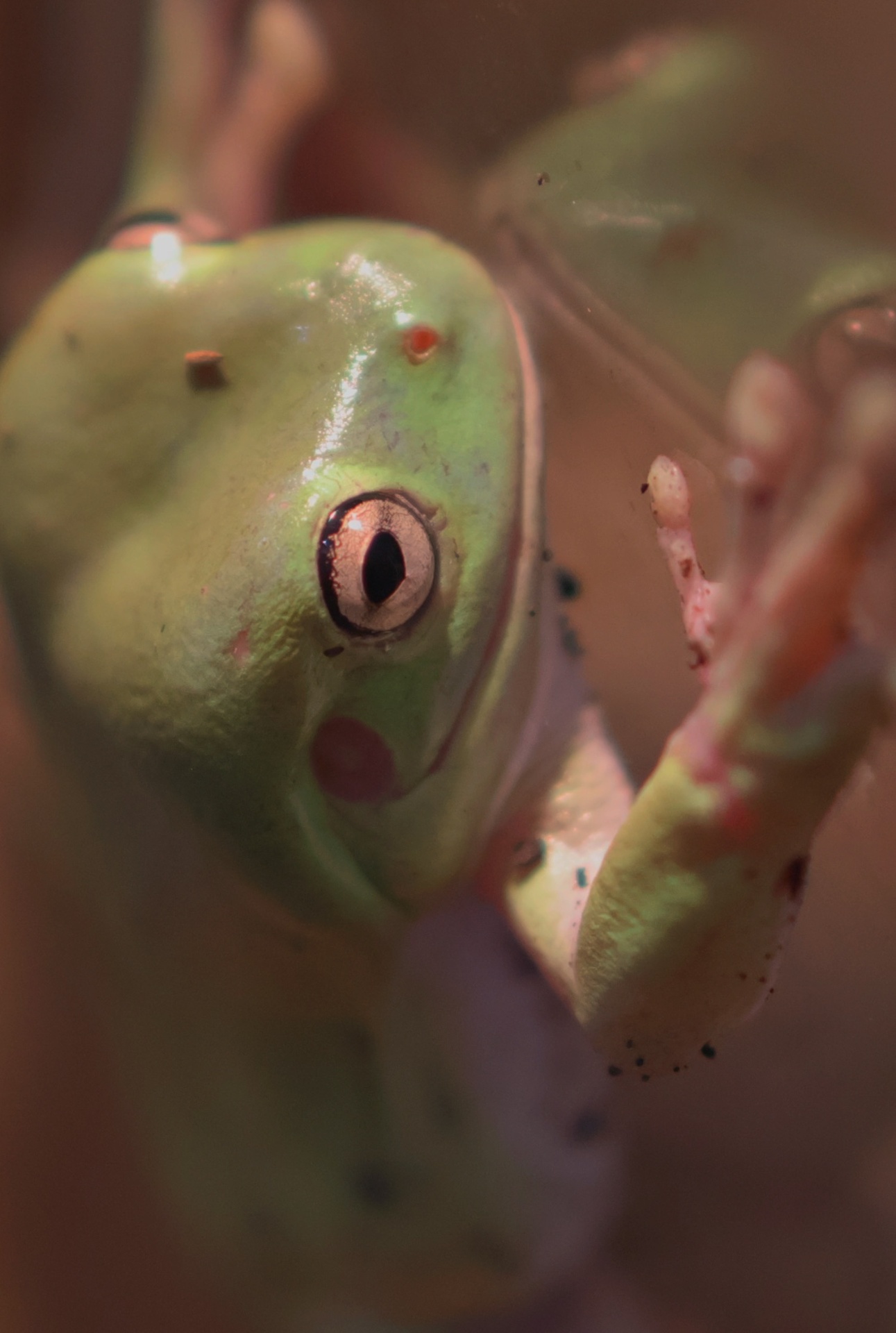 Frogs