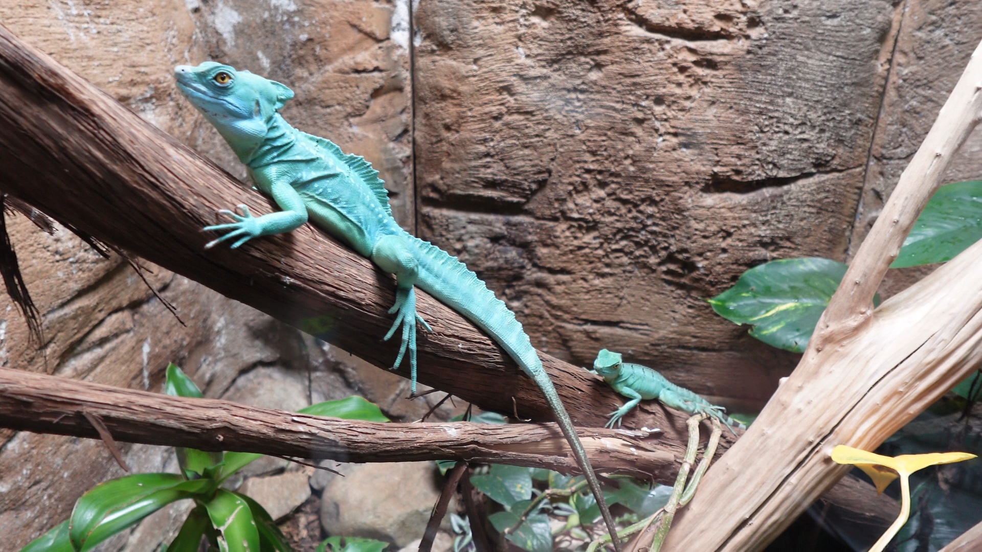 Lizards