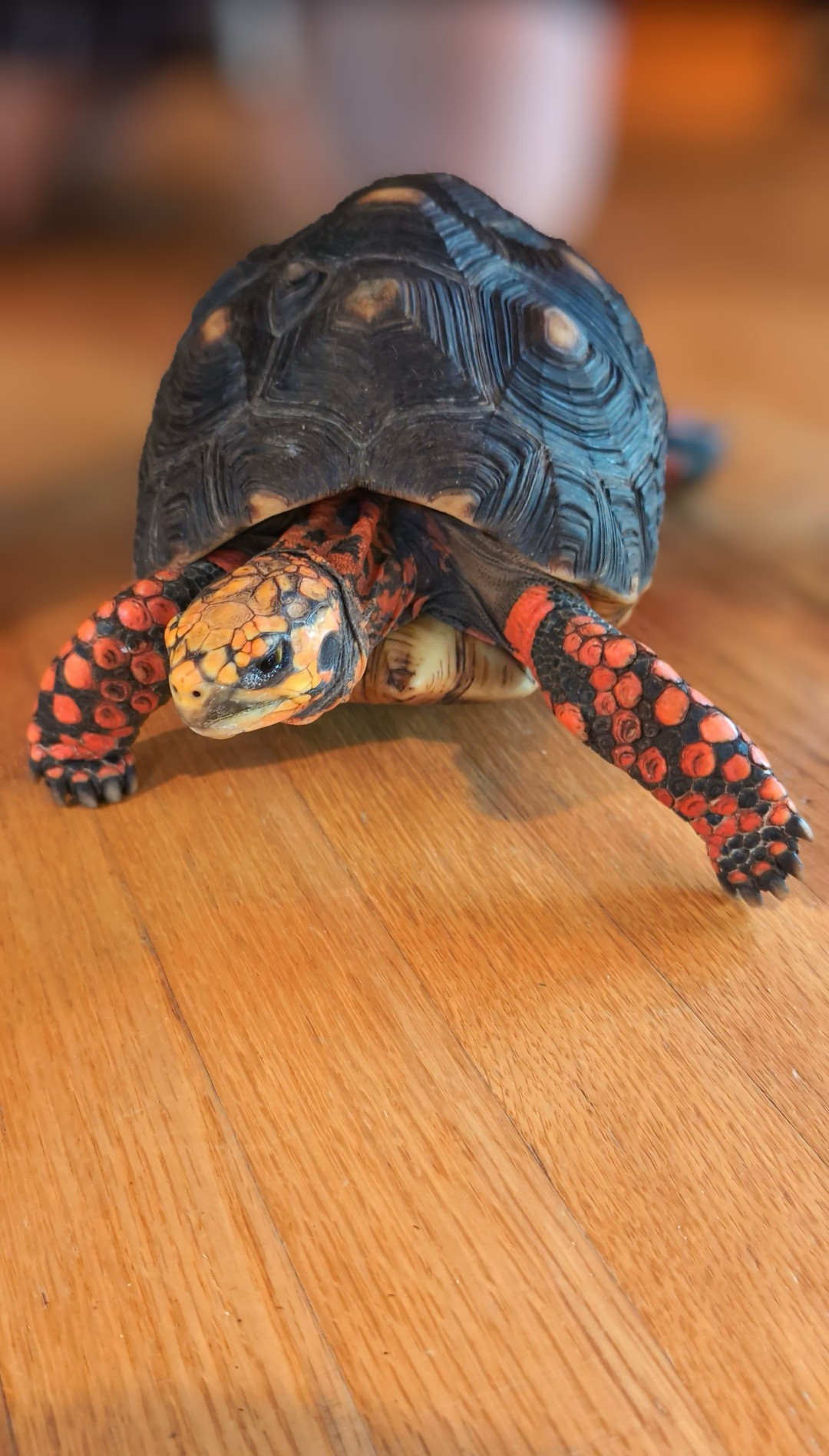 Red-footed tortoise walking across a wood floor