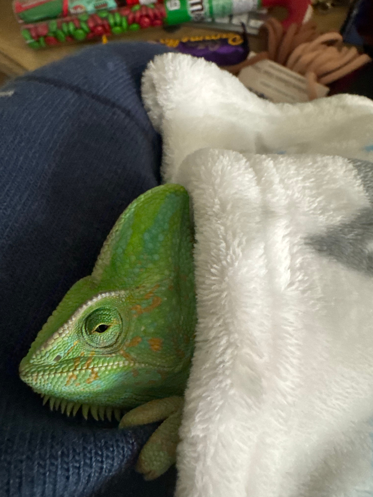Green chameleon tucked into a soft blanket during recovery